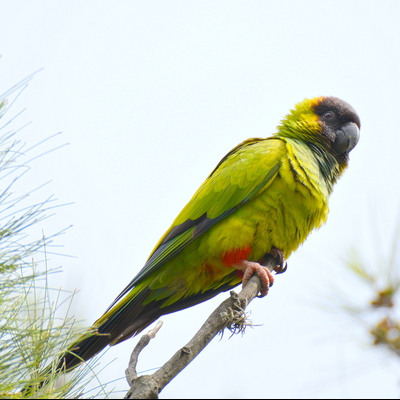 Nanday Parakeet